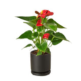 Anthurium 'Red' - LuxNovaHub 