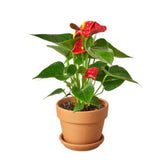 Anthurium 'Red' - LuxNovaHub 