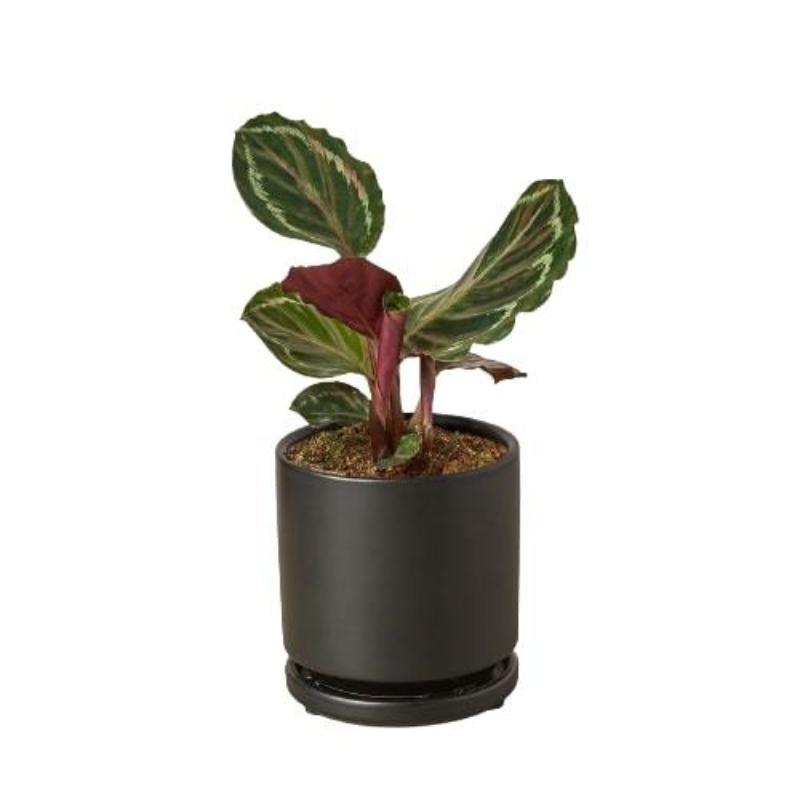 Calathea Roseopicta Medallion - LuxNovaHub 