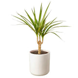 Dracaena Marginata Cane - LuxNovaHub 