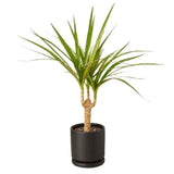 Dracaena Marginata Cane - LuxNovaHub 