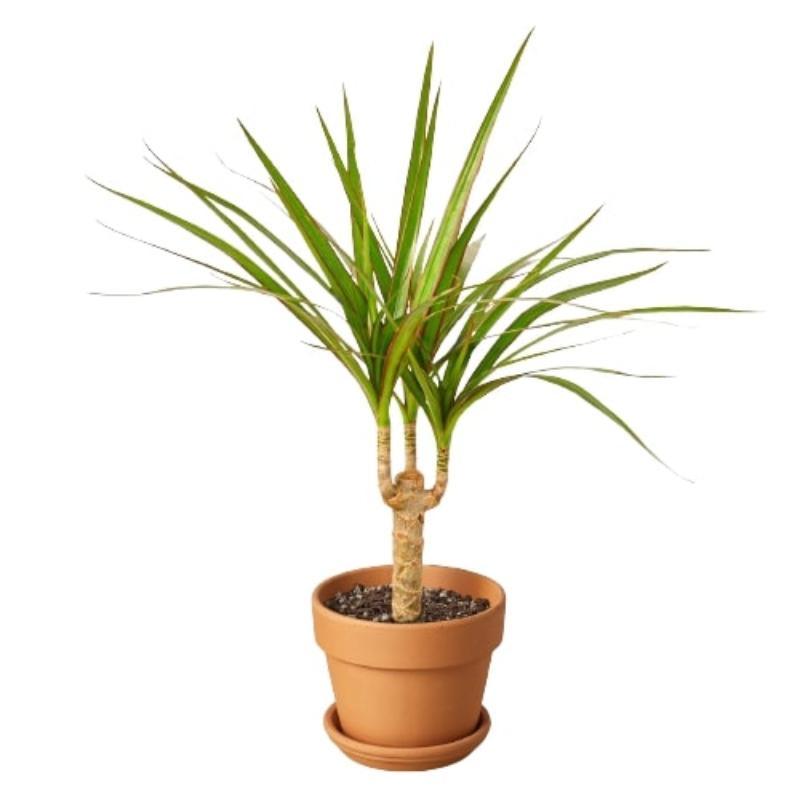 Dracaena Marginata Cane - LuxNovaHub 