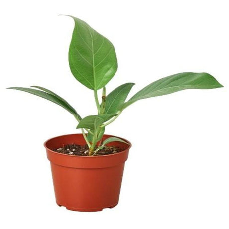 Ficus 'Audrey' - LuxNovaHub 