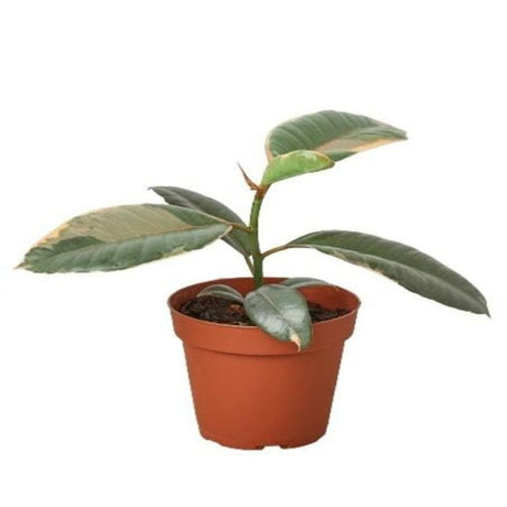 Ficus Elastica 'Ruby Pink' - LuxNovaHub 