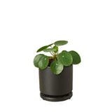 Pilea Peperomioides 'Chinese Money' - LuxNovaHub 