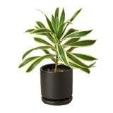 Dracaena 'Song of India' - LuxNovaHub 