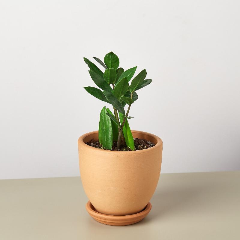 Zamioculcas Zamiifolia ZZ - LuxNovaHub 