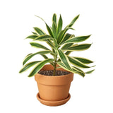 Dracaena 'Song of India' - LuxNovaHub 