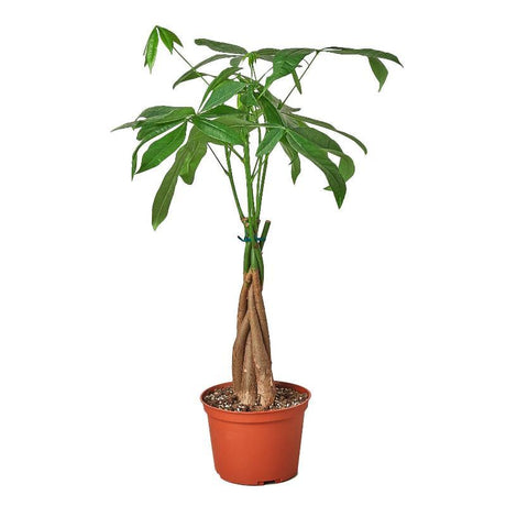 Money Tree 'Guiana Chestnut' Pachira Braid - LuxNovaHub 