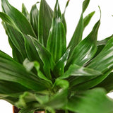 Dracaena 'Janet Craig' - LuxNovaHub 