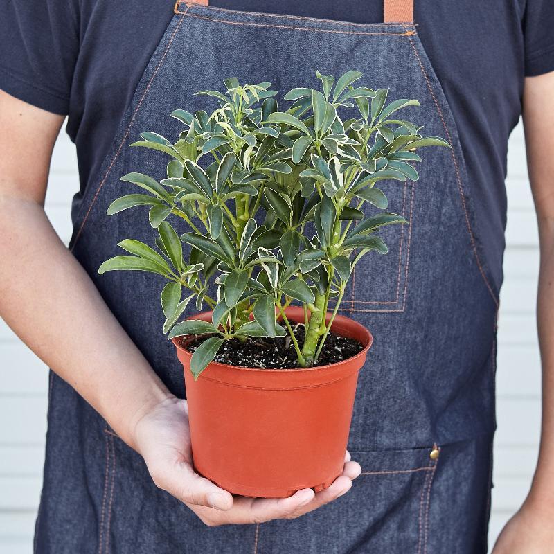 Schefflera Moonlight 'Umbrella Plant' - LuxNovaHub 