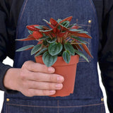 Peperomia Rosso - LuxNovaHub 