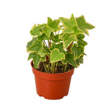 English Ivy Gold Child - LuxNovaHub 