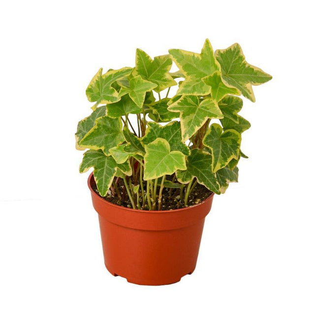 English Ivy Gold Child - LuxNovaHub 