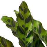 Calathea Lancifolia 'Rattlesnake' - LuxNovaHub 