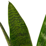 Snake Plant 'Zeylanica' - LuxNovaHub 