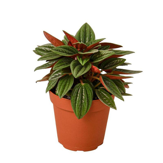 Peperomia Rosso - LuxNovaHub 