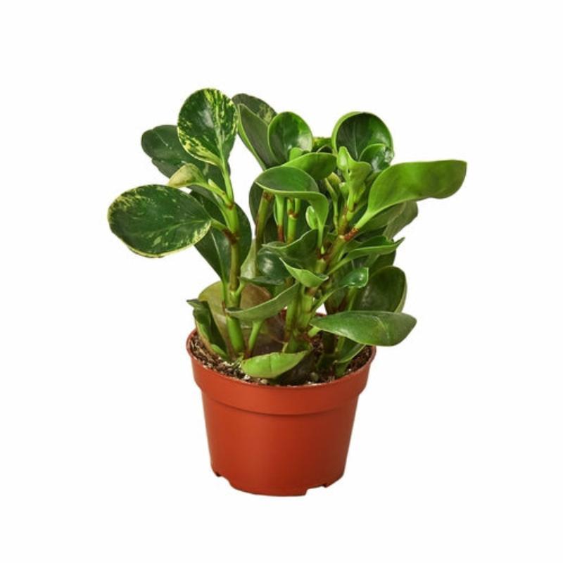 Peperomia 'Marble' - LuxNovaHub 