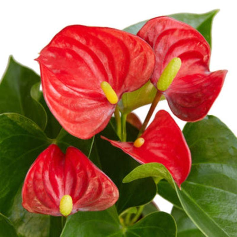 Anthurium 'Red' - LuxNovaHub 