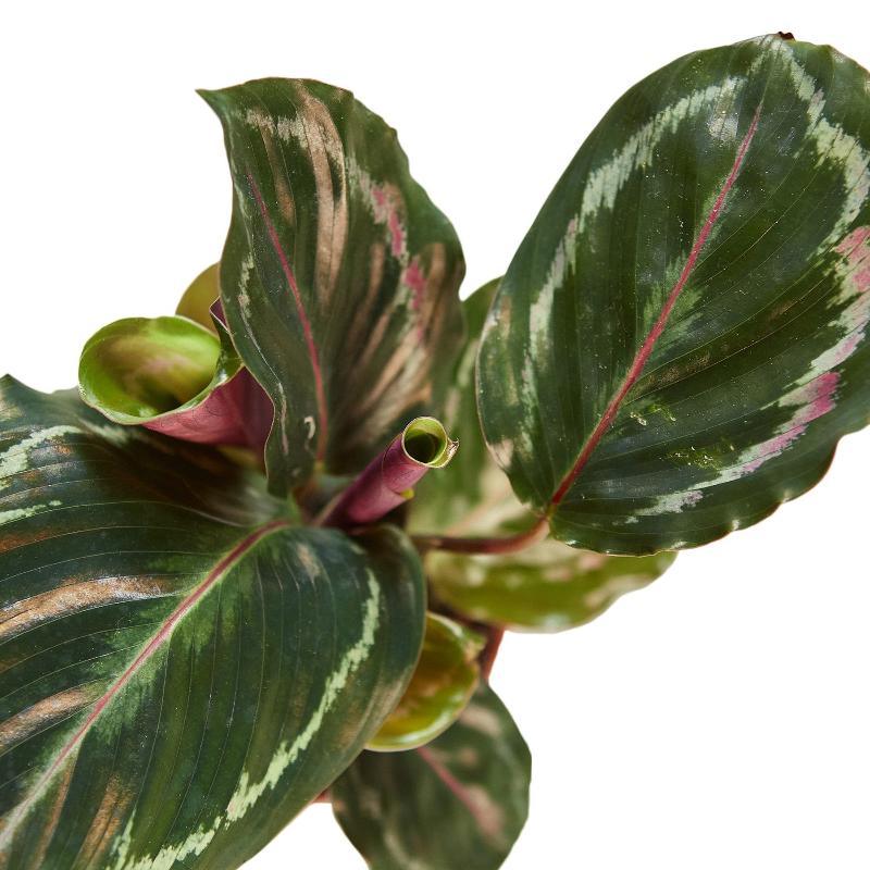 Calathea Roseopicta Medallion - LuxNovaHub 