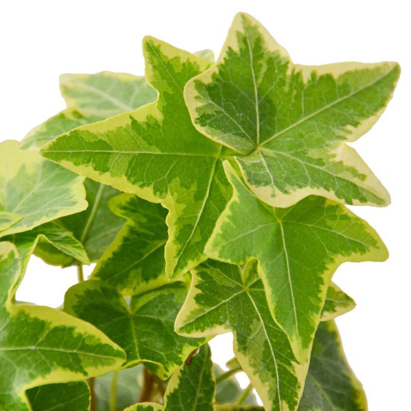 English Ivy Gold Child - LuxNovaHub 