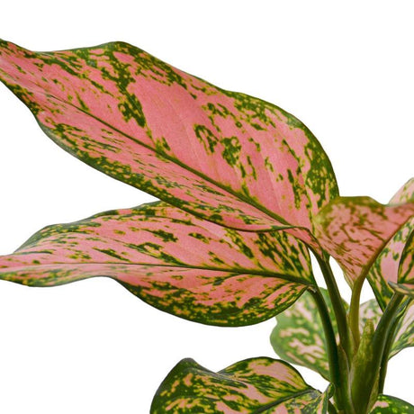 Chinese Evergreen 'Lady Valentine' - LuxNovaHub 