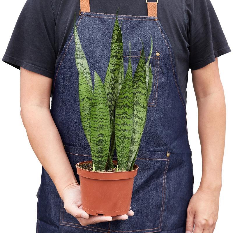 Snake Plant 'Zeylanica' - LuxNovaHub 