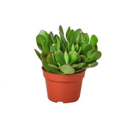 Succulent Crassula 'Jade' - LuxNovaHub 