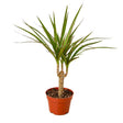 Dracaena Marginata Cane - LuxNovaHub 