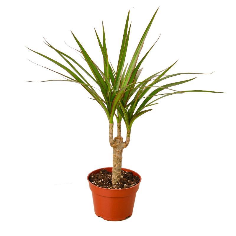 Dracaena Marginata Cane - LuxNovaHub 