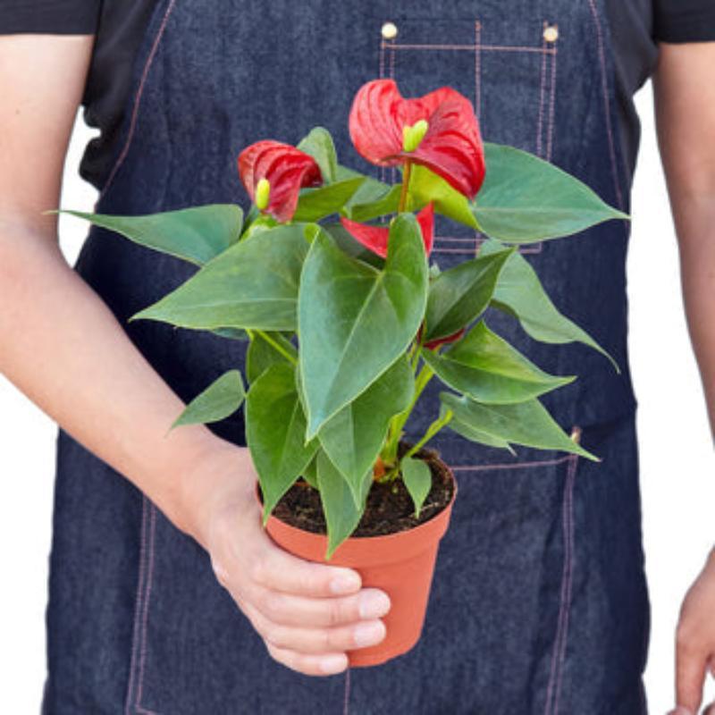 Anthurium 'Red' - LuxNovaHub 