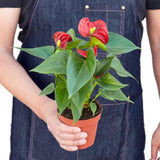 Anthurium 'Red' - LuxNovaHub 