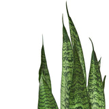 Snake Plant 'Zeylanica' - LuxNovaHub 