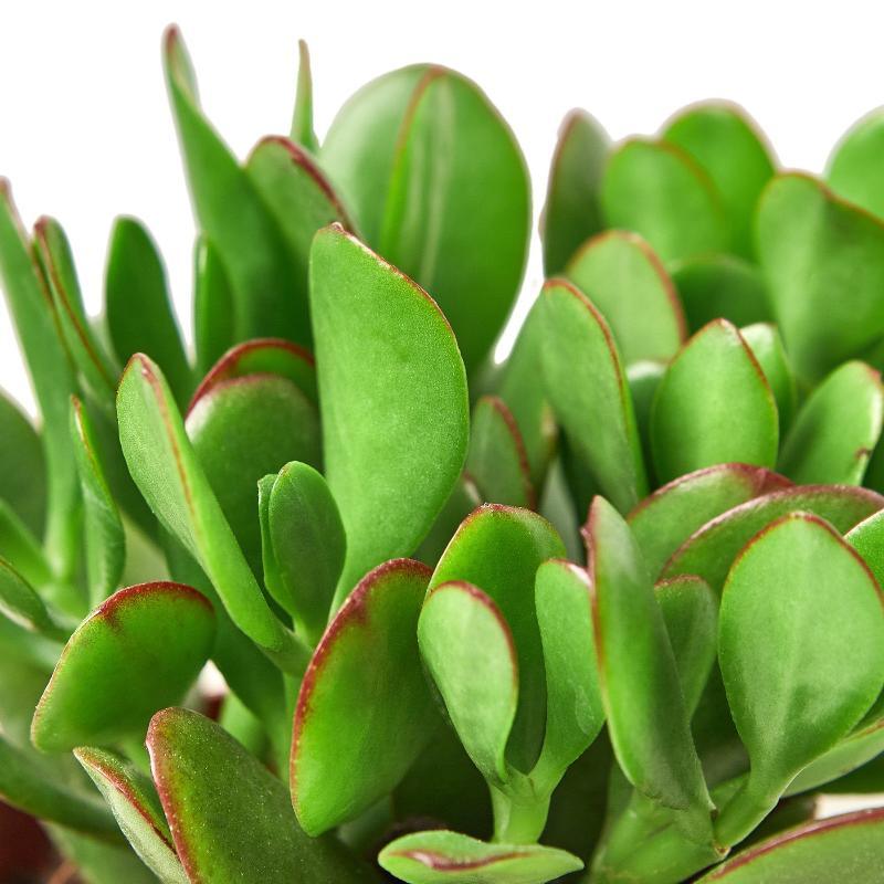 Succulent Crassula 'Jade' - LuxNovaHub 