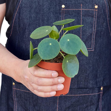 Pilea Peperomioides 'Chinese Money' - LuxNovaHub 